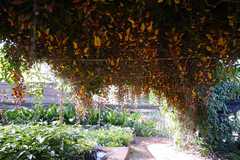 Thunbergia mysorensis